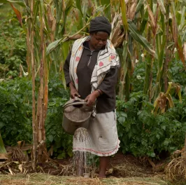 Maize field watered by smallholder