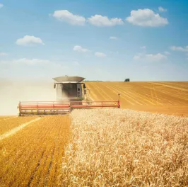 Combine harvester on wheat field