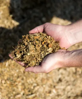 Enogen Corn Feed
