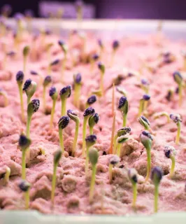 plant-growth-chamber_technical-and-laboratory-services