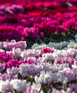 Cyclamen