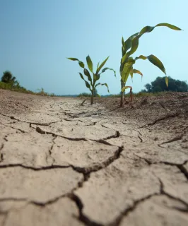 Drought conditions threaten corn crops