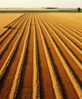 Tractor swathing ripe wheat