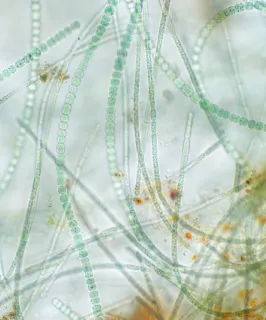 the science and success of biologicals