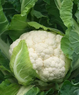 Clarina Cauliflower