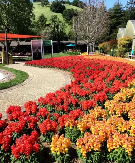 Syngenta Flowers California Spring Trials