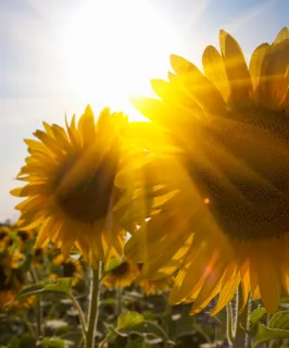 Close up of sunflowers in field