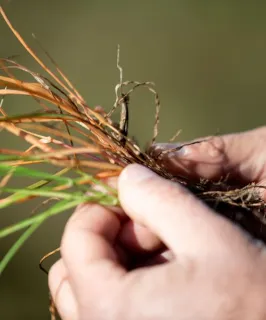 untreated and treated with VIRESTINA rye grass lolium