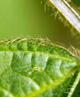 Closeup Soybean