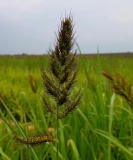 echinochloa-cruss-galli
