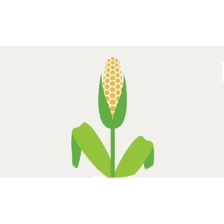 corn ilustration