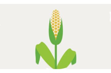 corn ilustration