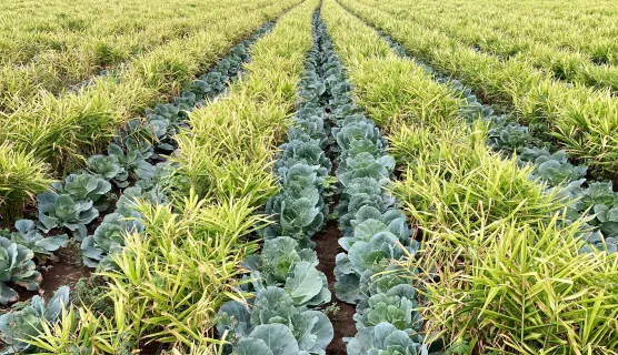 Intercropping Banner Image