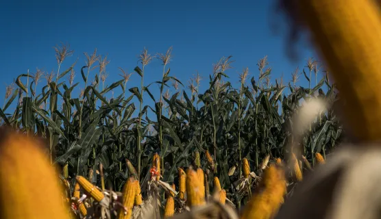Corns at MAP demonstration