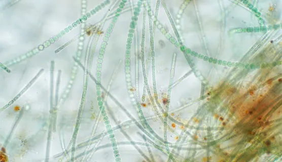 the science and success of biologicals