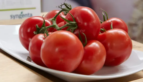 Low Res TomatoVision Robotics