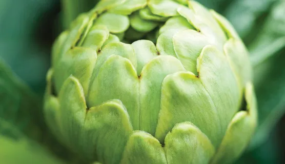 Artichoke