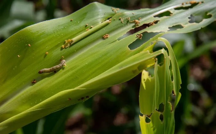 Fall armyworm