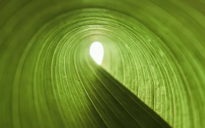 Exit of green corn leaf