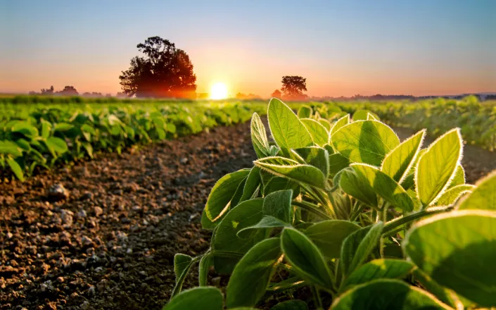 Close-up of crops growing on field against sky during sunset