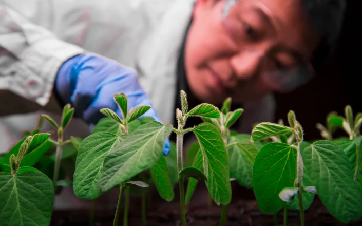 Scientist inspecing seedling