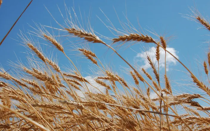 Wheat field