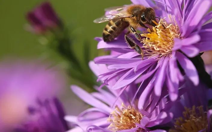 Bee on flower