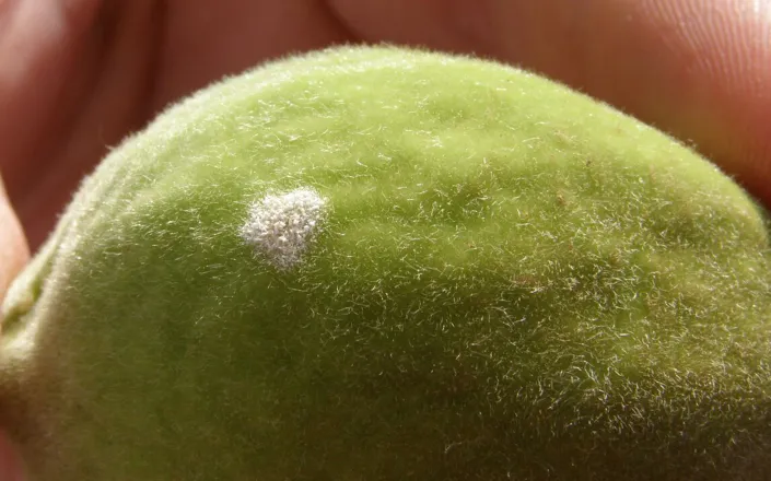 Powdery mildew on a peach