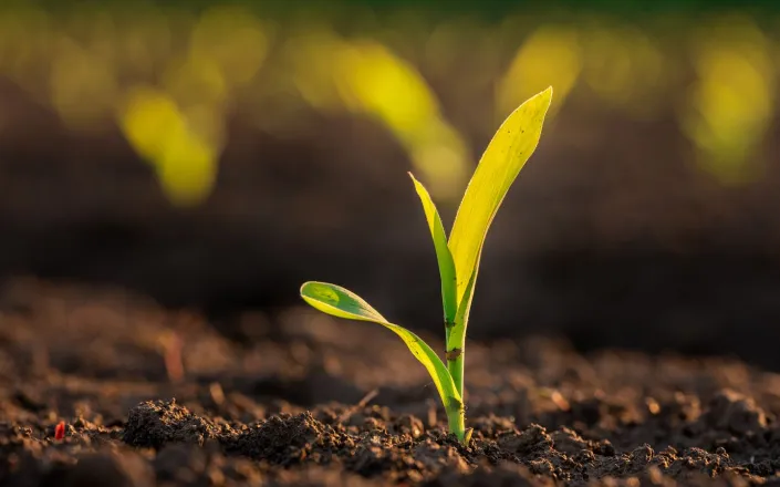 Green corn maize plants on a field Agricultural landscape