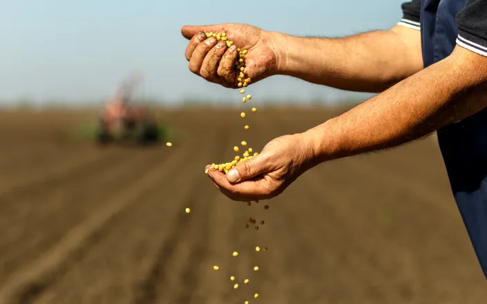 Soybean seeds falling through farmer's fingers