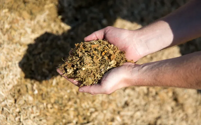 Enogen Corn Feed