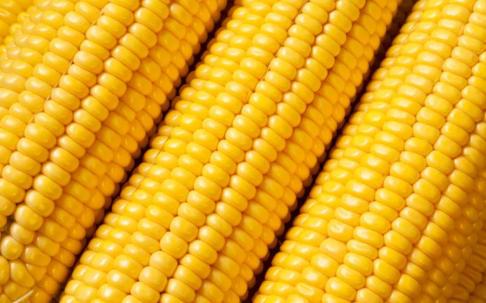 close up fresh corn