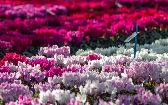 Cyclamen