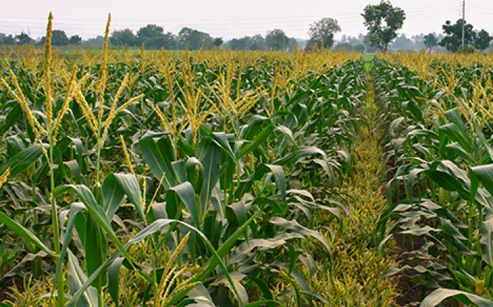 Intercropping maize and corn crop