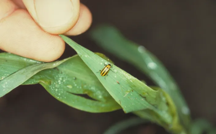 Corn Rootworm