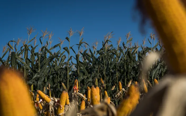 Corns at MAP demonstration