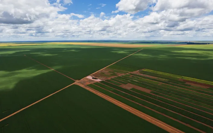 Aerial view of soybean field