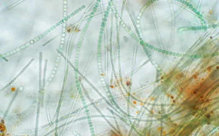 the science and success of biologicals