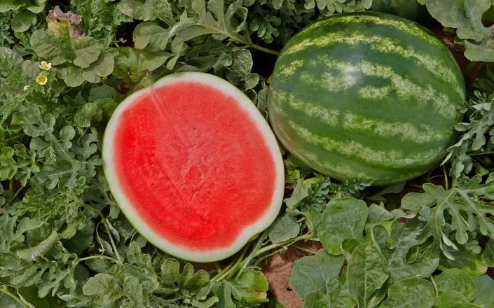 Mini seedless watermelons