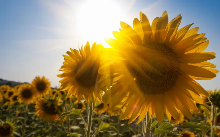 Close up of sunflowers in field