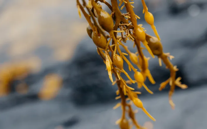 Norway Seaweed Story