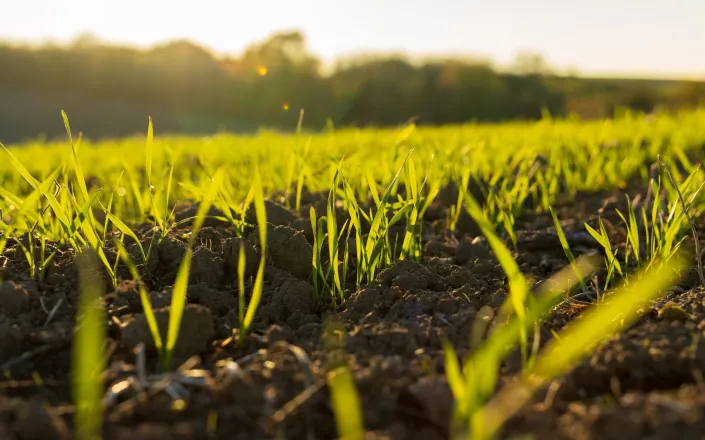 Young wheat sprouts