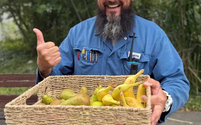A basket of pears