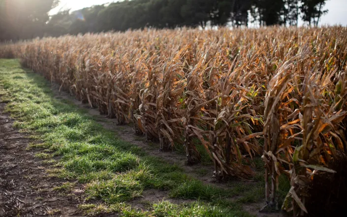 Corn crops with rye grass lollium