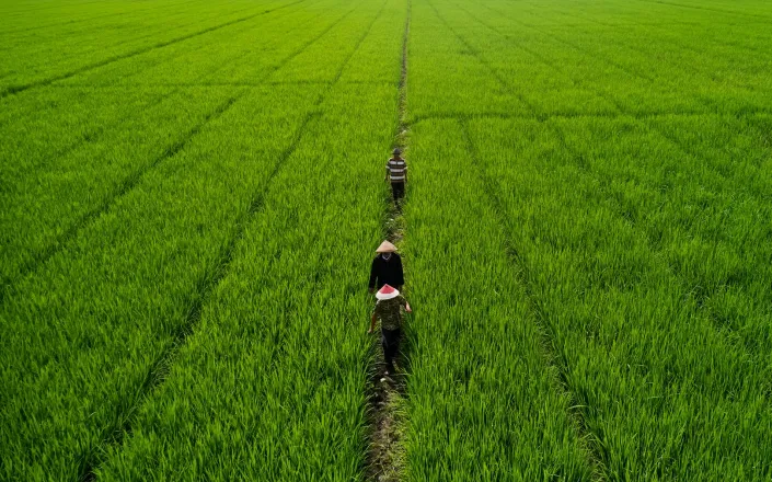View of Indonesian rice fields