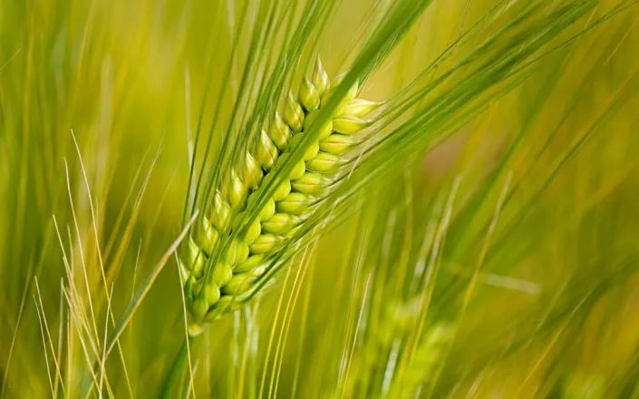 Close-up of stalk of Barley