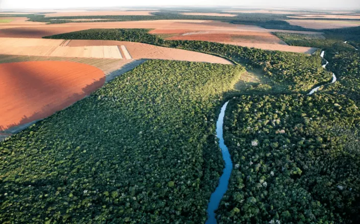 A Savana in Cerrado