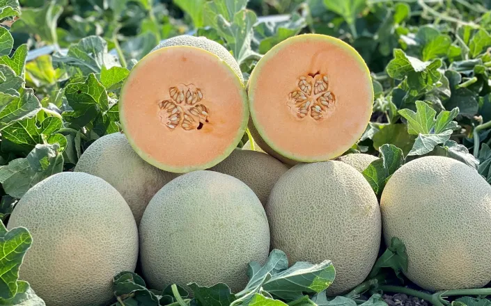 IDEAL Melon