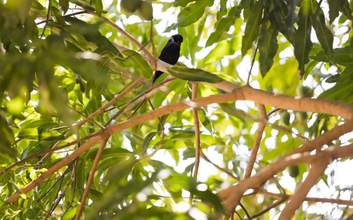 bird - REVERTE project, Gurupi, Brazil