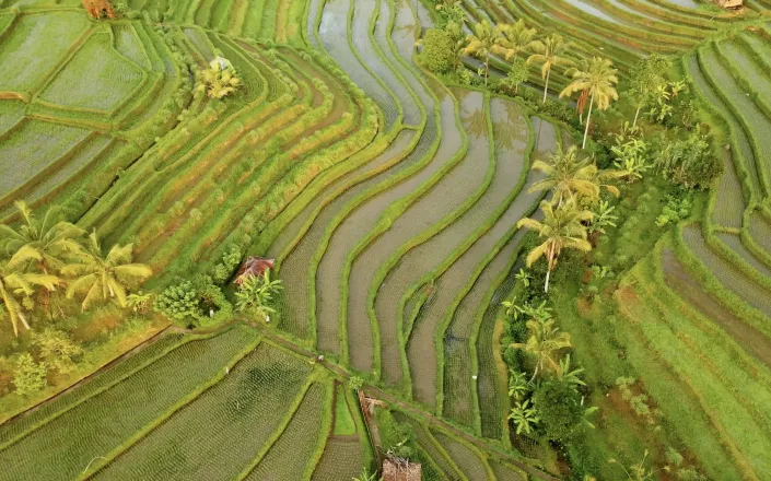 Rice terrace, Bali